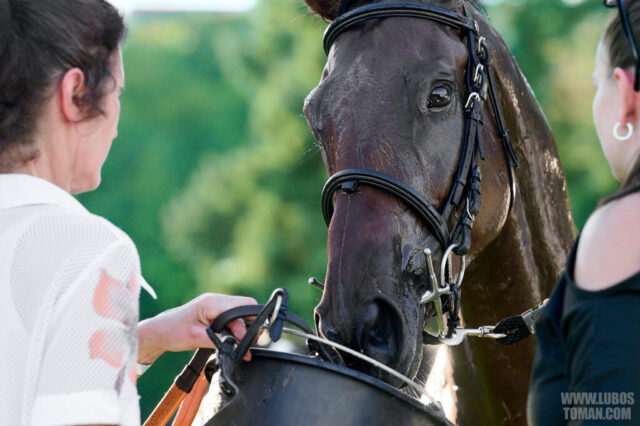 Prague Champions Day 2025