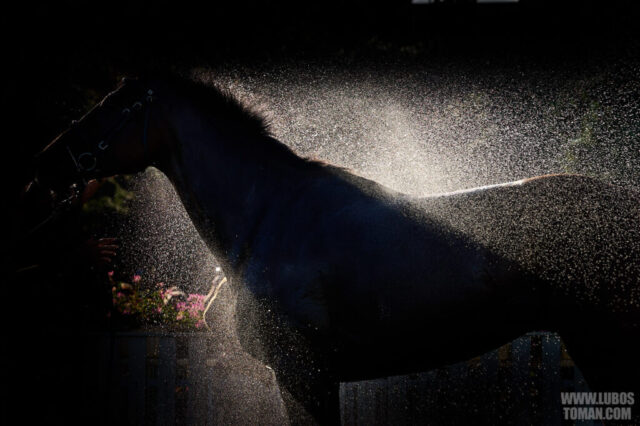 Prague Champions Day 2025