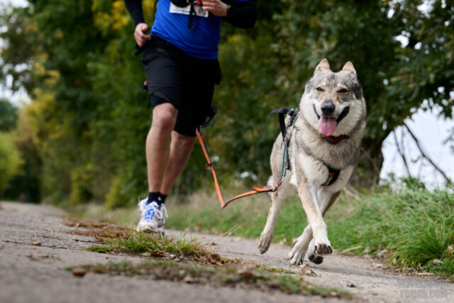 Dog Biatlon Brandys nad Labem 2025