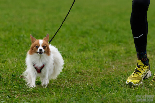 Dog Biatlon Brandys nad Labem 2025