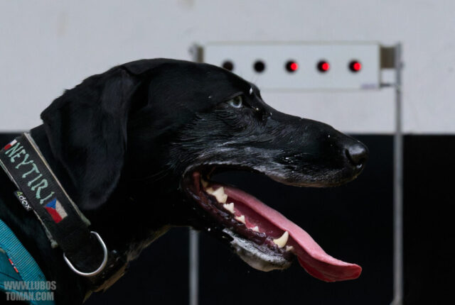 Dog Biatlon Brandys nad Labem 2025